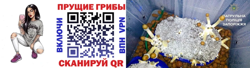 ссылка на мегу tor  shop официальный сайт  Галлюциногенные грибы Cubensis  Талица 